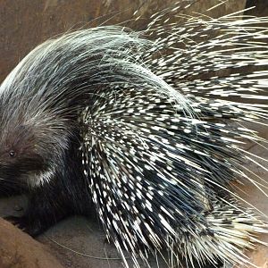 Cape porcupine -Zoo d'Asson (2025)