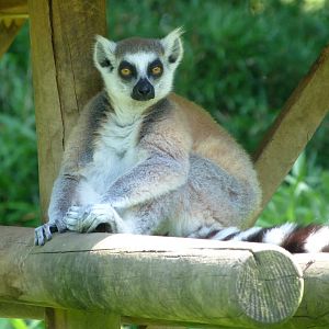 Ring-tailed lemur -Zoo d'Asson (2025)