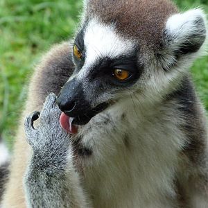 Ring-tailed lemur -Zoo d'Asson (2025)