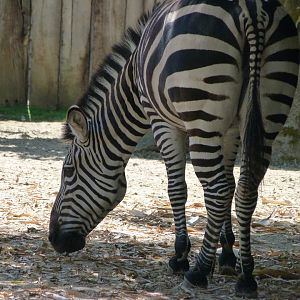 Grant's zebra -Zoo d'Asson (2025)