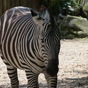 Grant's zebra -Zoo d'Asson (2025)
