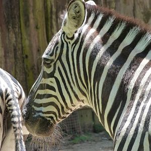 Grant's zebra -Zoo d'Asson (2025)