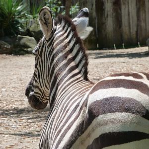 Grant's zebra -Zoo d'Asson (2025)