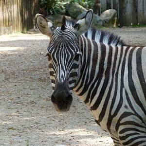 Grant's zebra -Zoo d'Asson (2025)