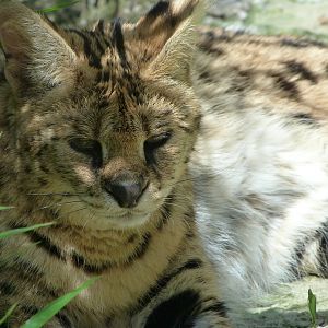 Serval -Zoo d'Asson (2025)