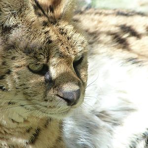 Serval -Zoo d'Asson (2025)