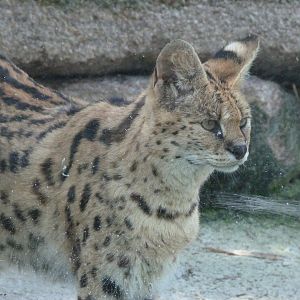 Serval -Zoo d'Asson (2025)