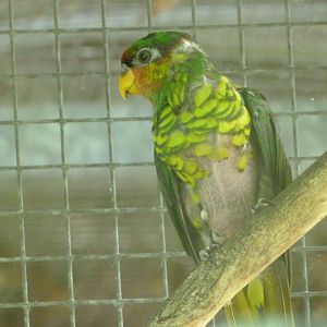 Mindanao lorikeet -Zoo d'Asson (2025)