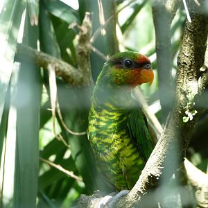 Mindanao lorikeet -Zoo d'Asson (2025)