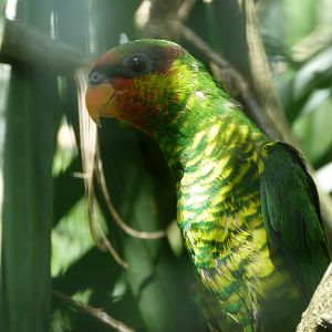 Mindanao lorikeet -Zoo d'Asson (2025)