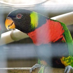 Sumbawa Forsten's lorikeet -Zoo d'Asson (2025)