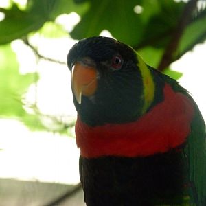 Sumbawa Forsten's lorikeet -Zoo d'Asson (2025)