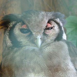 Verreaux eagle-owl -Zoo d'Asson (2025)