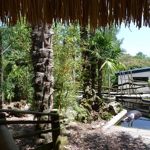 Western pygmy hippopotamus exhibit -Zoo d'Asson (2025)