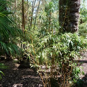 Western pygmy hippopotamus exhibit -Zoo d'Asson (2025)