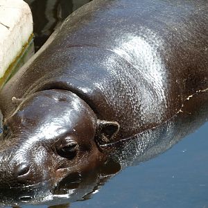 Western pygmy hippopotamus -Zoo d'Asson (2025)