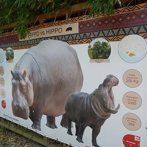 Hippopotamus size difference sign -Zoo d'Asson (2025)