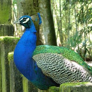 Indian peacock -Zoo d'Asson (2025)