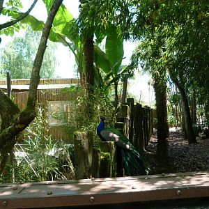 Western pygmy hippopotamus exhibit -Zoo d'Asson (2025)