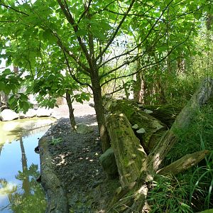 Western pygmy hippopotamus exhibit -Zoo d'Asson (2025)