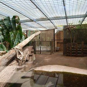 Western pygmy hippopotamus indoors exhibit -Zoo d'Asson (2025)