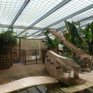 Western pygmy hippopotamus indoors exhibit -Zoo d'Asson (2025)