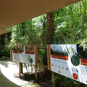 Western pygmy hippopotamus signs -Zoo d'Asson (2025)