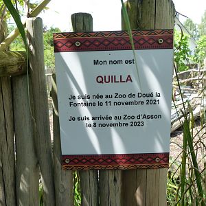 Individual pygmy hippo sign -Zoo d'Asson (2025)