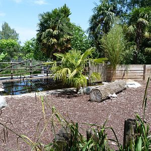 Western pygmy hippopotamus exhibit -Zoo d'Asson (2025)