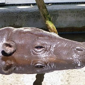 Western pygmy hippopotamus -Zoo d'Asson (2025)