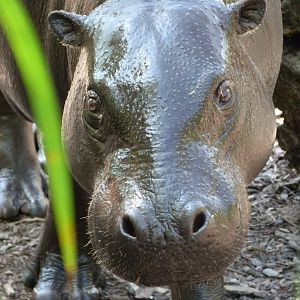 Western pygmy hippopotamus -Zoo d'Asson (2025)
