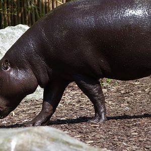 Western pygmy hippopotamus -Zoo d'Asson (2025)