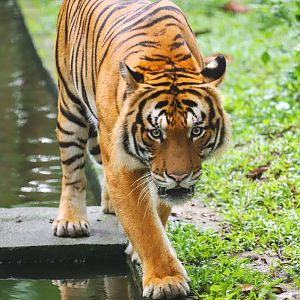 Malayan tiger