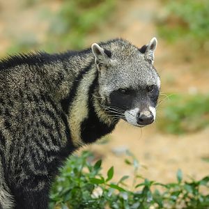 99 Wonderland Park - African civet
