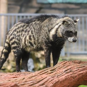 99 Wonderland Park - African civet