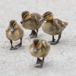 Mallard Ducklings (wild) UK