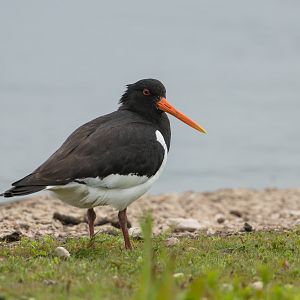 Oystercatcher (wild) UK