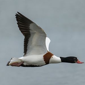 Shelduck (wild) UK