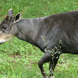 Yellow-backed Duiker - Cephalophus silvicultor