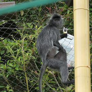Silver-leaf Monkey - Trachypithecus cristatus