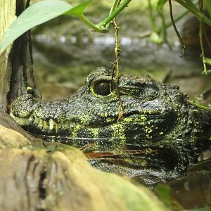 Dwarf Crocodile - Osteolaemus tetraspis - The ARC