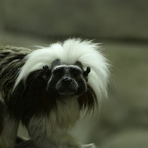 Cotton-top Tamarin - Saguinus oedipus - South America Buildling