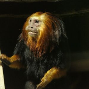 Golden-headed Lion Tamarin - Leontopithecus chrysomelas - South America Building