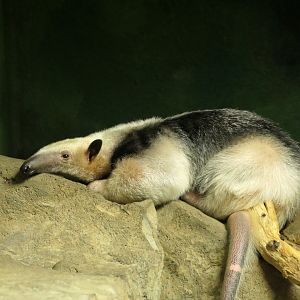 Southern Tamandua 	Tamandua tetradactyla - South America Building