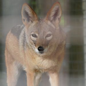 Black-backed Jackel - Lupulella mesomelas