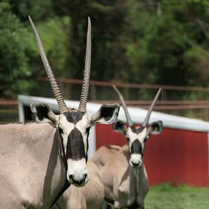 Gemsbok - Oryx gazella