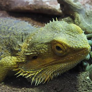 Central Bearded Dragon (Pogona vitticeps)