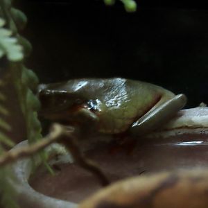 Surinam Golden-eyed Tree Frog (Trachycephalus coriaceus)