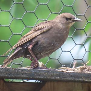 European Starling (Sturnus vulgaris)
