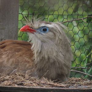 Red-legged Seriema (Cariama cristata)